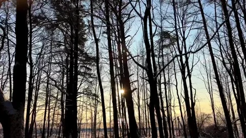Bare Forest Silhouette at Colorful Sunset Stock Footage 257229375