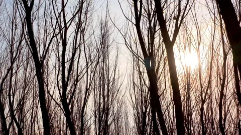Bare forest at sunset Stock Footage 103571964