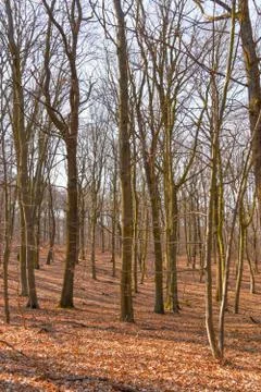 A bare forest with trees and branches, brown leaves on the ground Stock Photos
