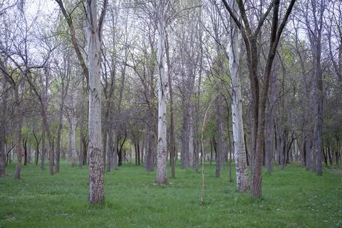 Bare forest with trees in the park Fotos Stock