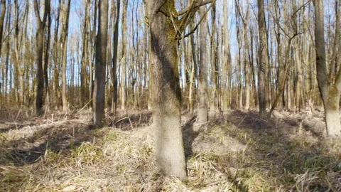 Bare forest in winter Stock-Footage 128661169