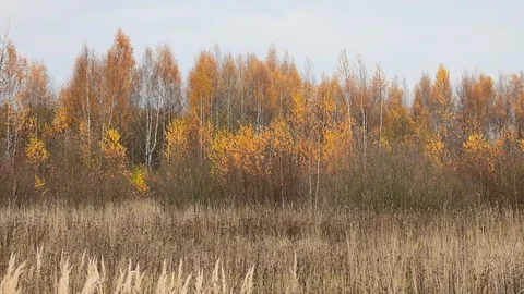 Bare forest, yellow peaks of birches, image of autumn Stock Footage 118309930