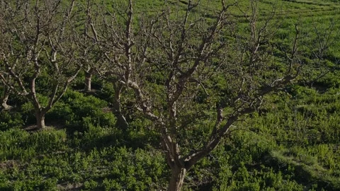 Bare Fruit Trees Amid Green Orchard Shrubs Stock Footage 340595287