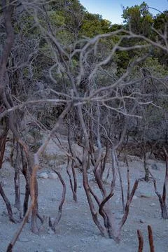 Bare gnarled cantigi tree trunks on sulfur sand at Kawah Putih, Ciwidey Stock Photos