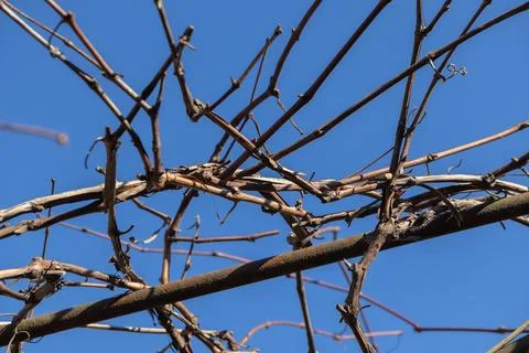 Bare grape vine branches stretch across a bright clear blue sky during winter, Stock Photos