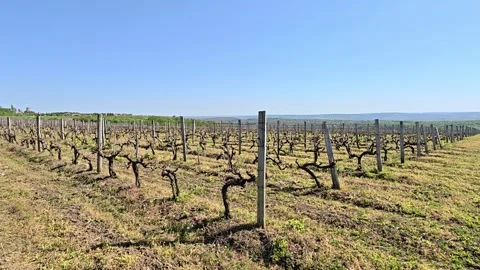 Bare grape vines stretching across a rural vineyard in spring Stock Footage 342926068