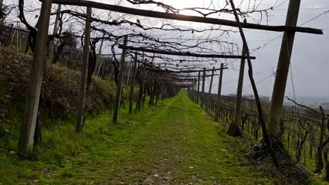 Bare grapevines on traditional pergola structure in Piedmont vineyard Italy Vidéo 330457993