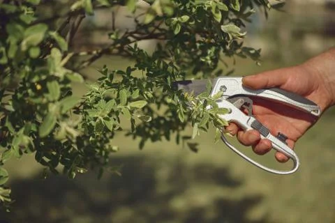 Bare hand of unknown human is clipping green twig of a tree with sharp pruning Stock Photos