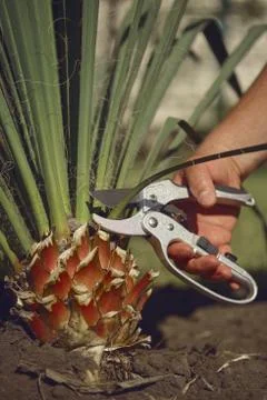 Bare hand of unknown man is cutting green yucca or small palm tree with pruning Stock Photos