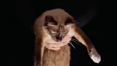 Bare Hands Hold a Siamese Cat Against a Black Background, Showing Gentle Pet Car Stock Footage 341419349