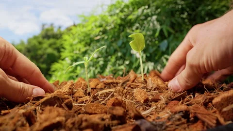 Bare Hands Spread Coconut Coir Around Young Seedlings in a Sunlit Garden, Low An Stock Footage 340619288