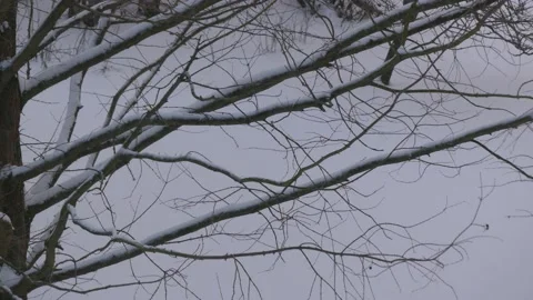 Bare hazel tree branches in winter - snow in background, snowfall, windy Stock Footage 148616636