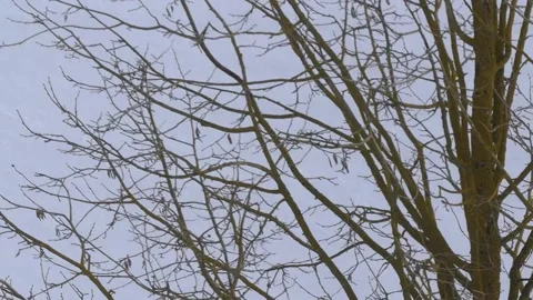 Bare hazel tree branches in winter - snow in background, wind Stock Footage 148720888