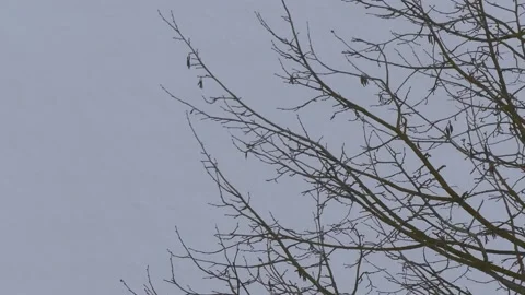 Bare hazel tree branches in winter - snow in background, wind Stock Footage 148761136
