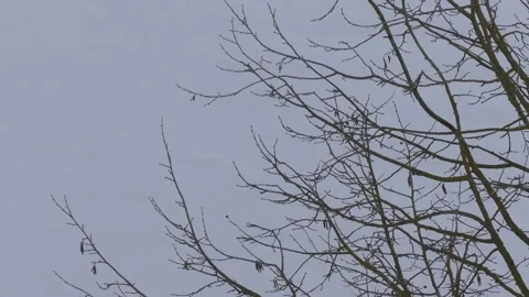 Bare hazel tree branches in winter - snow in background, wind Stock Footage 148761206