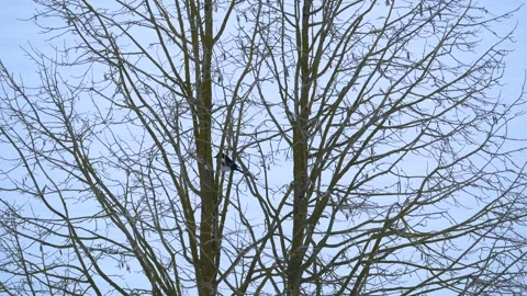 Bare hazel tree branches in winter with a magpie - snow in background, wind Stock Footage 151885981