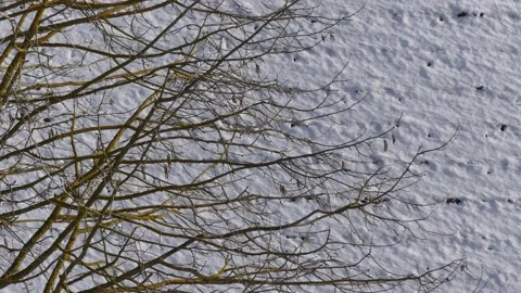 Bare hazel tree branches in winter - snow on a house roof in background, wind Stock Footage 151967707