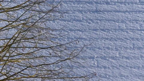 Bare hazel tree branches in winter - snow on a house roof in background, wind Stock Footage 152152412