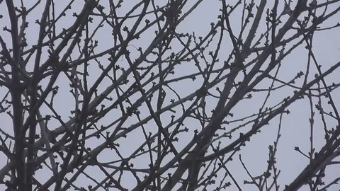 Bare knobbly branches in winter breeze Stock Footage 92575179