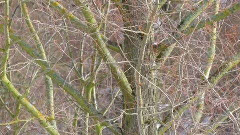Bare larch branches in winter - tree background - wind Stock Footage 148914868