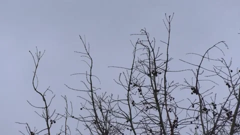 Bare larch tree branches in winter - blue sky in background Stock Footage 148892645