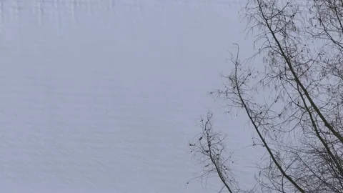 Bare larch tree branches in winter - snow in background Stock Footage 148915299