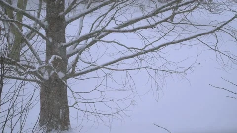 Bare larch tree branches in winter - snow in background Stock Footage 151887360