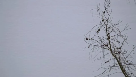 Bare larch tree branches in winter - snow of a house roof in background Stock Footage 151887363
