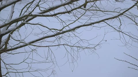 Bare larch tree branches in winter - snow in background Stock Footage 151887384
