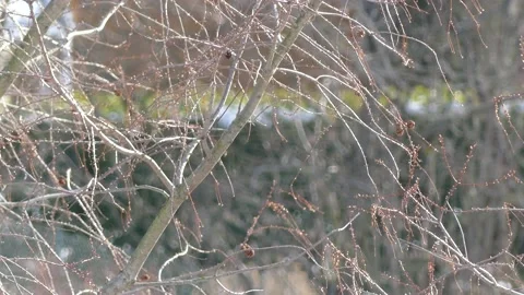Bare larch tree branches in winter - bokeh in background Stock Footage 151906780