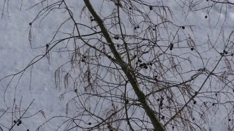 Bare larch tree branches in winter - snow of a house roof in background Stock Footage 151967810