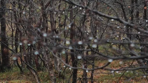 A bare leafless branches of aspen with water drops in an autumn forest. Stock Footage 75069305