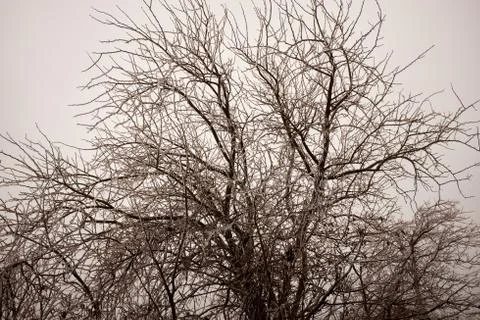 Bare leafless branches of a deciduous tree Stock Photos