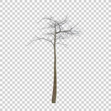 Bare leafless dry tree trunk branch isolated on white background photo Stock Photos