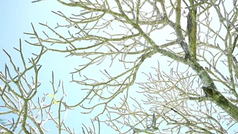 Bare leafless frangipani tree with its random shape moving about being blow.. Stock Footage 252233767