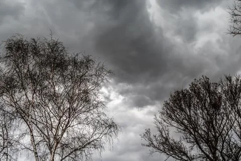Bare leafless tree branches against the background of a black thundercloud Foto stock