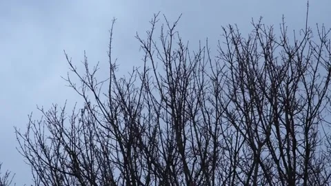 Bare leafless tree branches swaying in wind on overcast day Stock Footage 234768929
