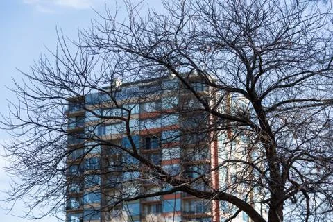 Bare leafless tree dark against a building background Stock Photos