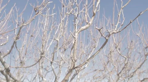 Bare Leafless tree on a dry field Stock Footage 62451210