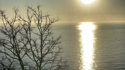 Bare leafless tree in front of the sea with sunset sun reflection in the water Stock Footage 231440076