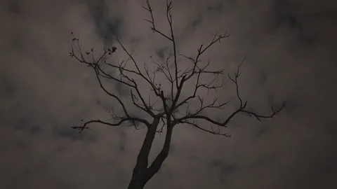 Bare Leafless Tree Silhouette Against Overcast Cloudy Dusk Sky, Low Angle Shot Stock Footage 334925292