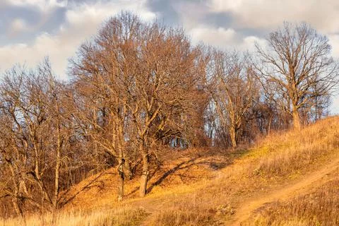 Bare leafless trees on a hill slope in the autumn against grey dramatic cloud Foto stock