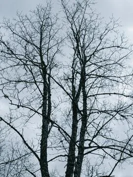 Bare Leafless Trees Silhouettes Against Overcast Winter Sky Fotos de archivo