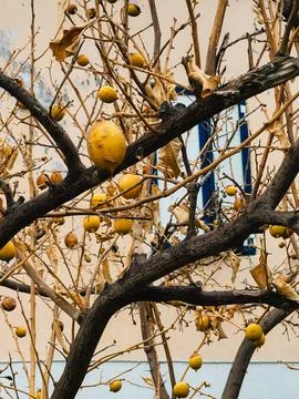 Bare lemon tree. Close up of a lemon tree displaying ripe yellow lemons hanging Stock-Fotos