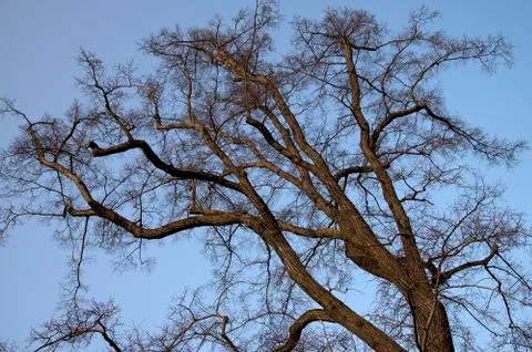 Bare lime tree Stock Photos