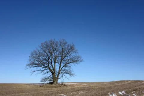 Bare lone tree against clear blue skies Stock Photos