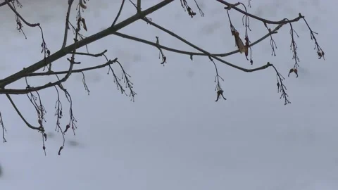 Bare maple tree branches in winter - snow in background Stock Footage 148919381