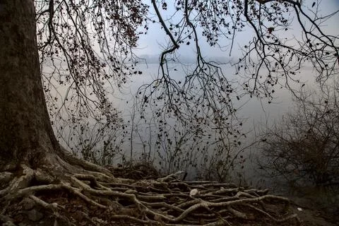 Bare maple tree by the shore of a lake on a foggy day in autumn Stock Photos