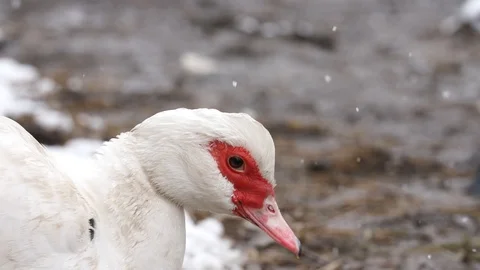 Bare necked chicken, in the yard, 400 fps slow motion snow falling, stockvideo Stock Footage 87862723