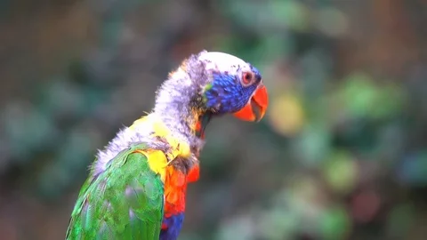 Bare-necked parrot jumping on a background of foliage in forest Stock Footage 117259621